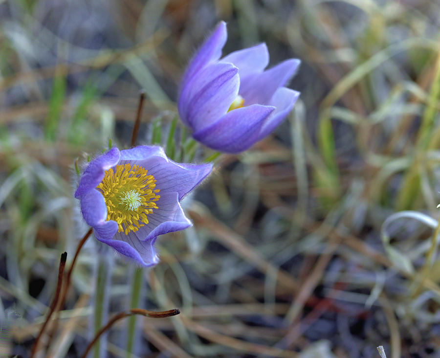 A Pair of Pasque Flowers Photograph by Bob Falcone