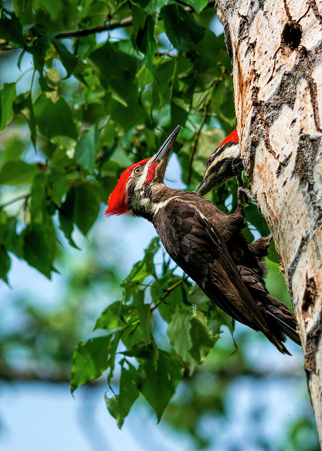 A Pair Of Pileated Photograph by Pamela Dunn-Parrish