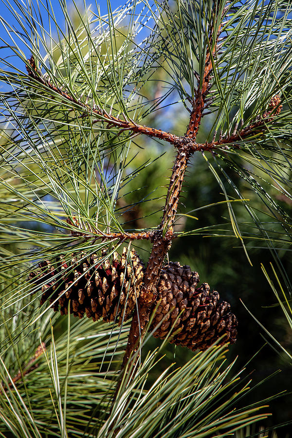 A Pair Of Pine Cones Photograph