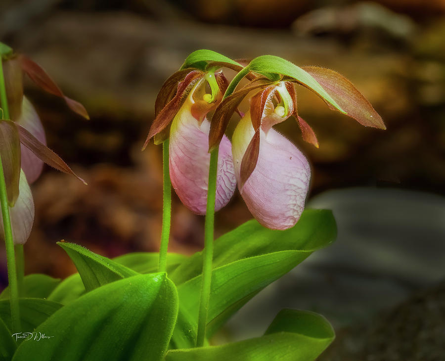 A Pair of Pink Lady Slippers Photograph by Theresa D Williams