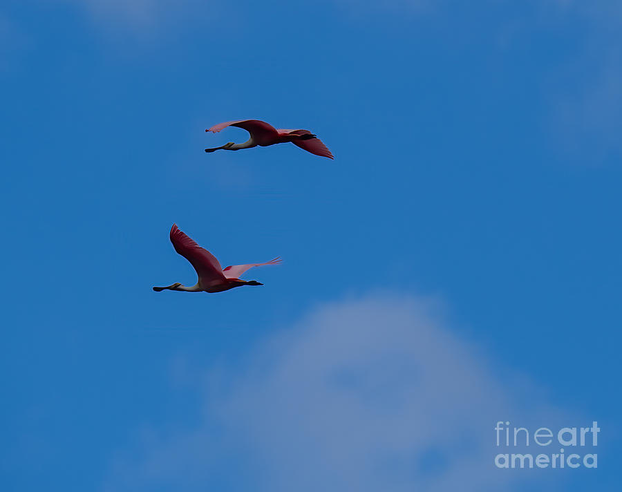 A Pair of Roseate Spoonbills Photograph by L Bosco
