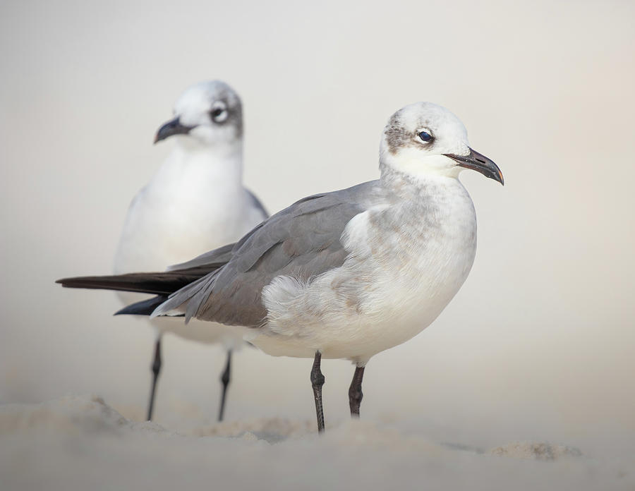 A Pair Of Gulls Photograph by Jordan Hill