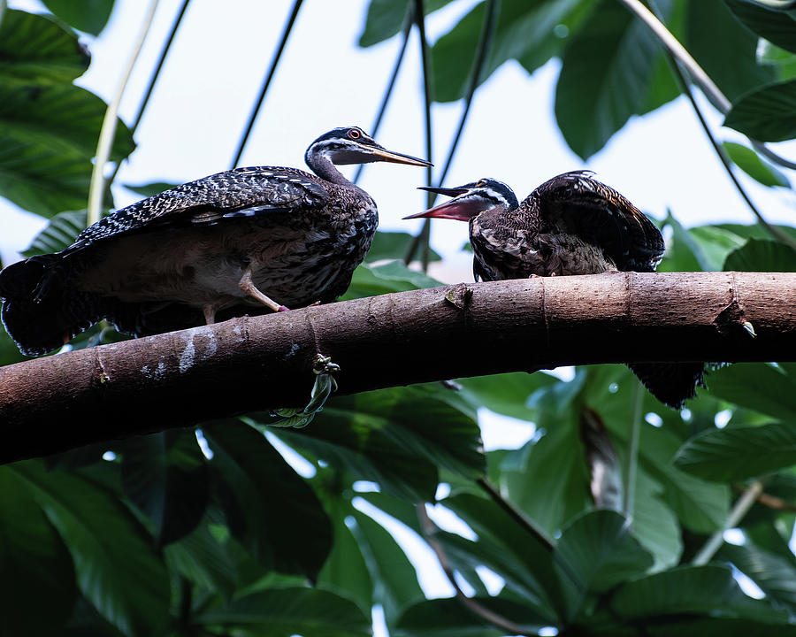 A Pair Of Sunbitterns Perched On A Branch Photograph by Flees Photos
