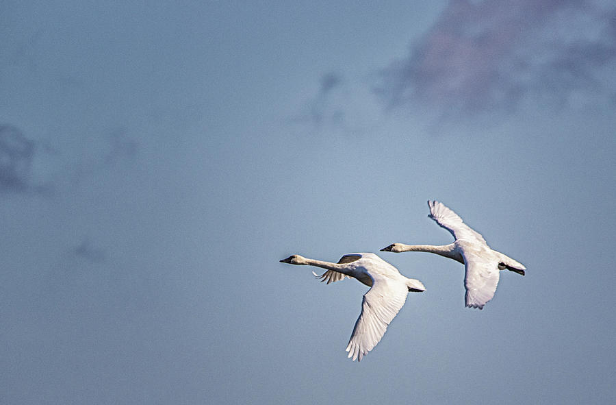 A Pair of Tundra Swans Fly Above Pungo Wildlife Refuge Photograph by Bob Decker