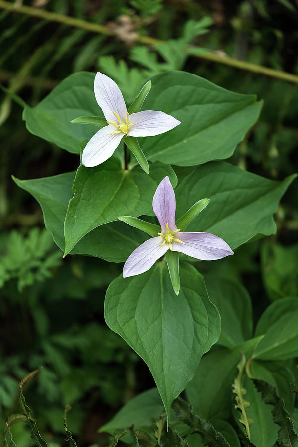 A Pair of Western Trillium - Trillium ovatum Flowers Photograph by Michael Russell