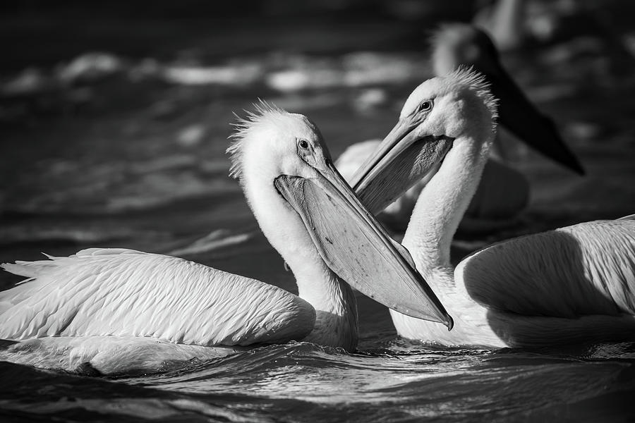 A Pair Of White Pelicans In Black And White Photograph by Jordan Hill