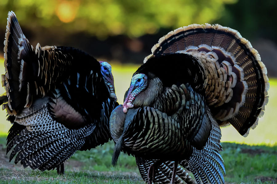 A Pair Of Wild Turkeys -  Meleagris Gallopavo Photograph