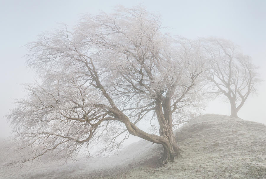 A pair of windswept, frost laced trees in winter Photograph by Anita Nicholson