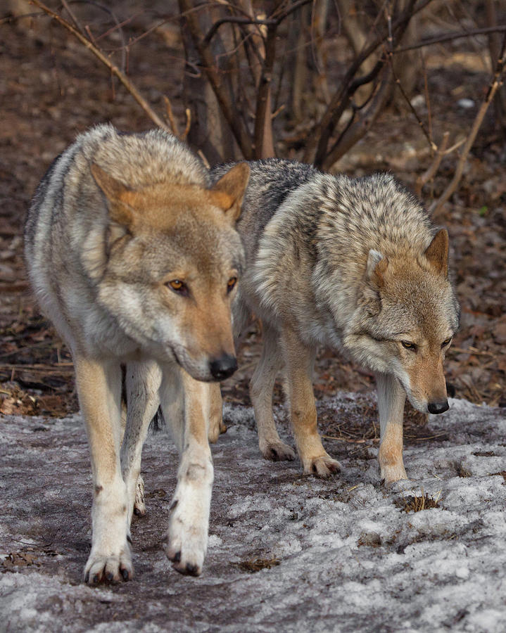 A pair of wolves husband and wife, boyfriend and girlfriend wa ...