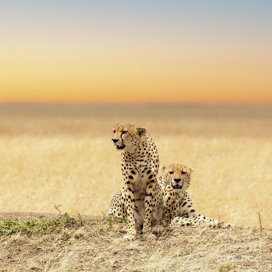 A pair of young adult cheetahs on the lookout in the open grass plains of the Masai Mara, Kenya. Soft warm morning sky background Photograph by Jane Rix