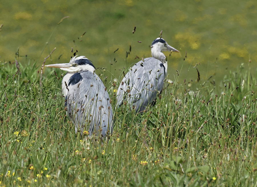 A Pair Of Young Grey Herons Photograph by Jeff Townsend