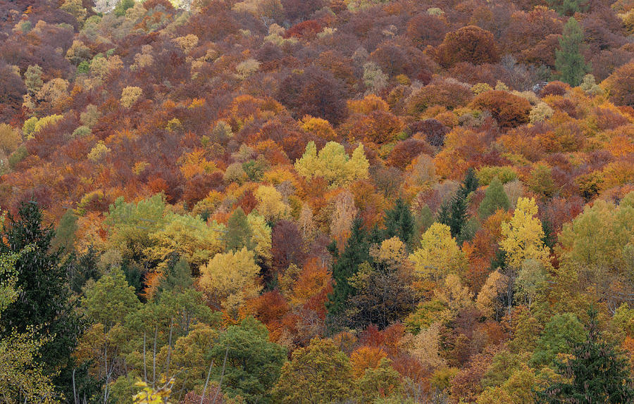 A palette of autumn trees Photograph by Pietro Ebner