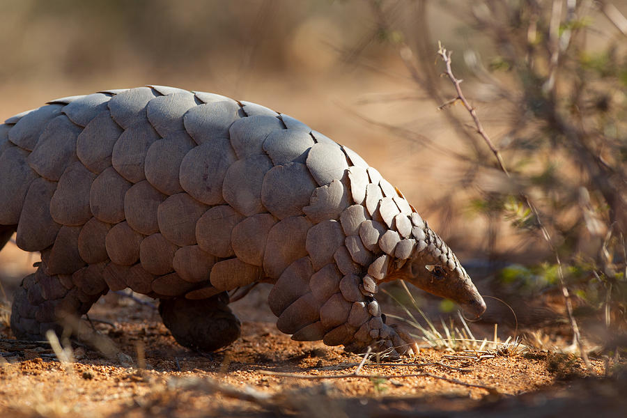 A pangolin roaming the bush for food Photograph by CarlFourie
