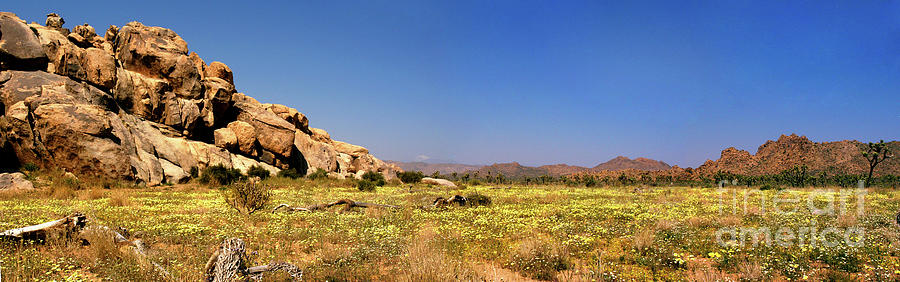 A panoramic Joshua Tree National Park with a carpet of yellow flowers  Photograph by Gunther Allen