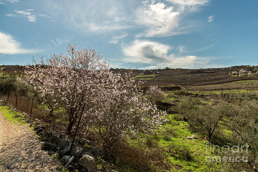 A panoramic view in Galilee Photograph by Arik Baltinester