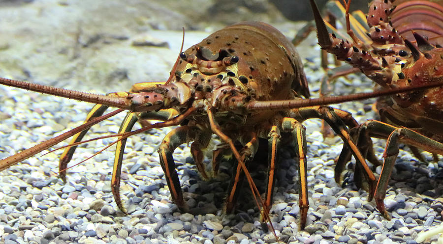 Nature Photograph - A Panulirus interruptus, or California Spiny Lobster by Derrick Neill