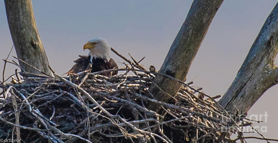 A Parent Bald Eagle Photograph by David Taylor