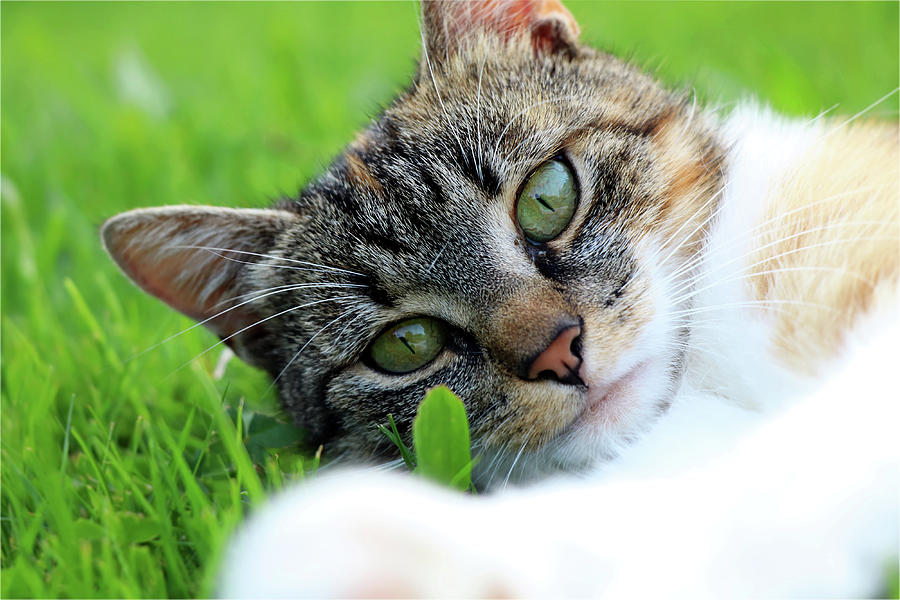A part of body of domestic cat lying in grass and looking on camera in right moment Photograph by Vaclav Sonnek