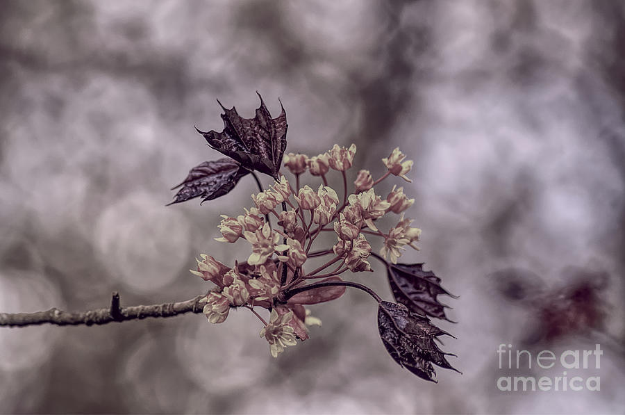 A Pastel Red Maple Bloom Photograph
