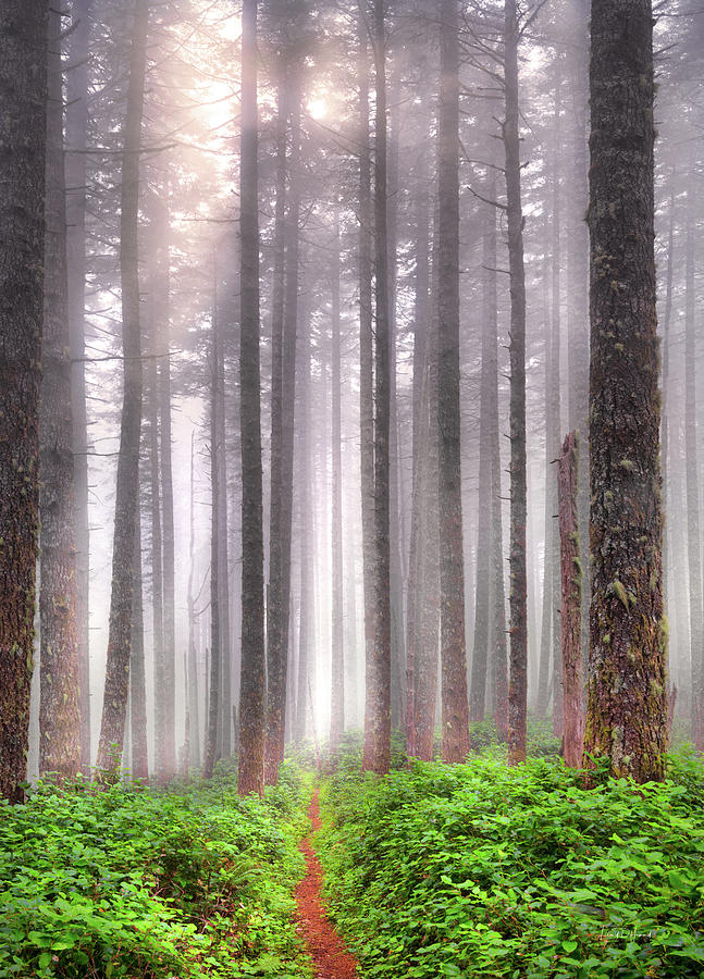Nature Photograph - A Path in an Oregon Forest by Leland D Howard