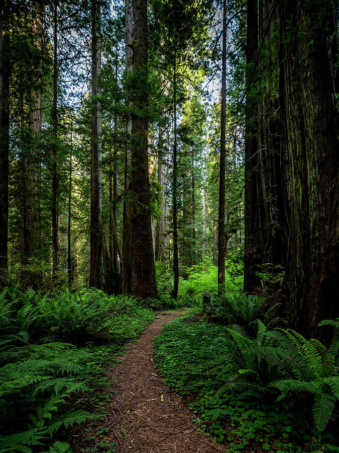 A Path in the Redwood Forest Photograph by Harold Rau