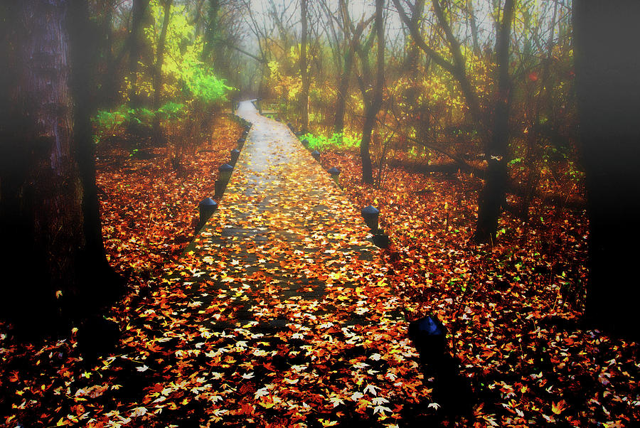 A path in the woods, November. Photograph by Bill Jonscher