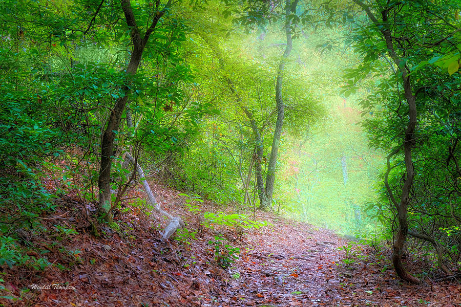 A Path Into the Forest Photograph by Wendell Thompson