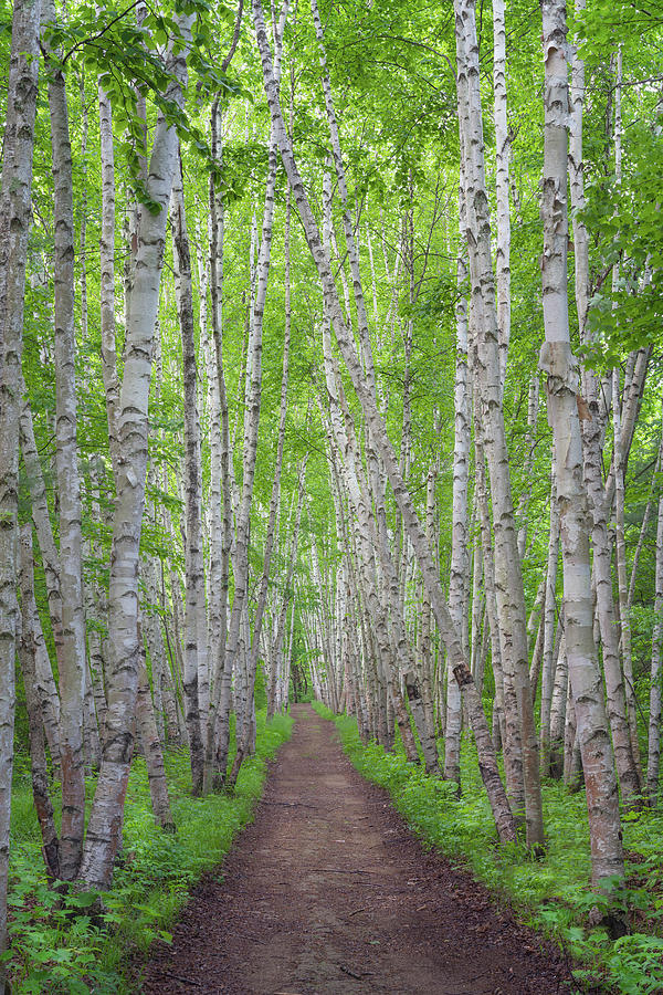 A Path of Green Photograph by Darylann Leonard Photography