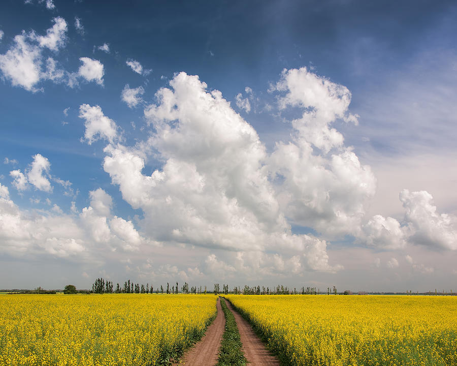 A path through a field of bright yellow canola. Photograph by K. D. Kirchmeier