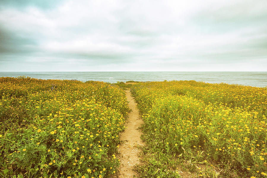 A Path Through The Wildflowers Sunset Cliffs Natural Park Photograph by Joseph S Giacalone