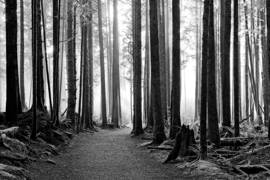 A Path Through The Old Growth Photograph by Allan Van Gasbeck