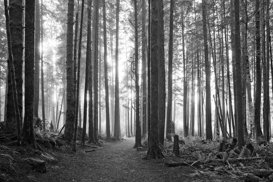 Landscape Photograph - A Path Through The Old Growth Black and White by Allan Van Gasbeck