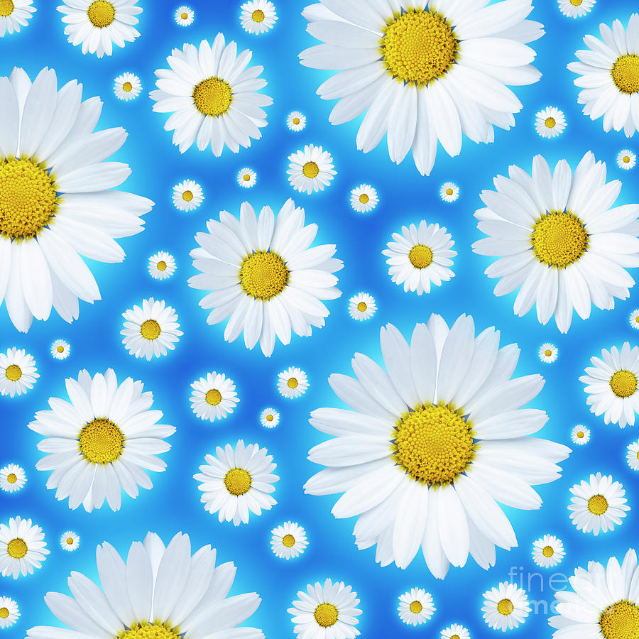 A pattern of isolated white daisy flower on a blue background. Photograph by Phill Thornton