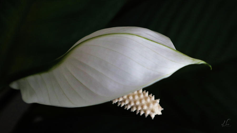 Lily Photograph - A Peace Lily Helmet by D Lee
