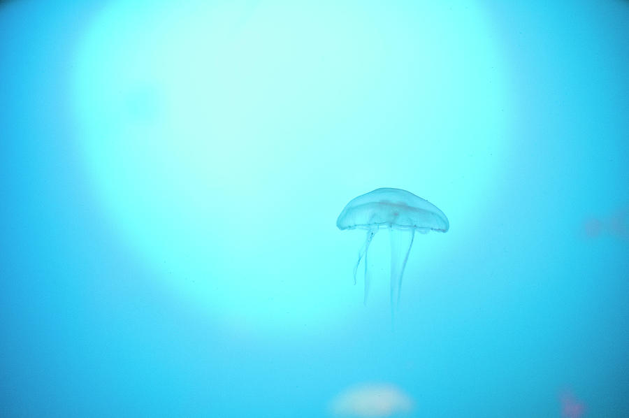 A peaceful floating jellyfish Photograph by Maria Dimitrova