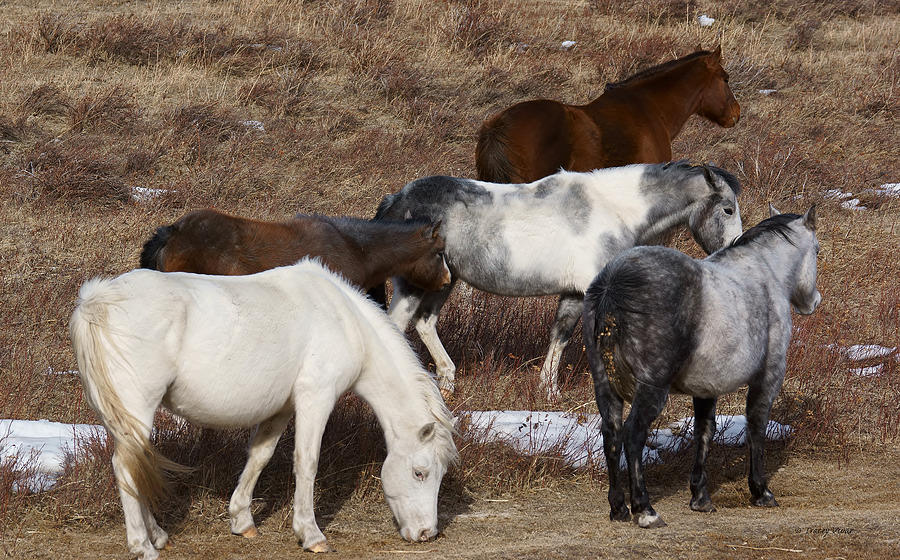 A Peaceful Herd of Grazing Horses Photograph by Tracey Vivar