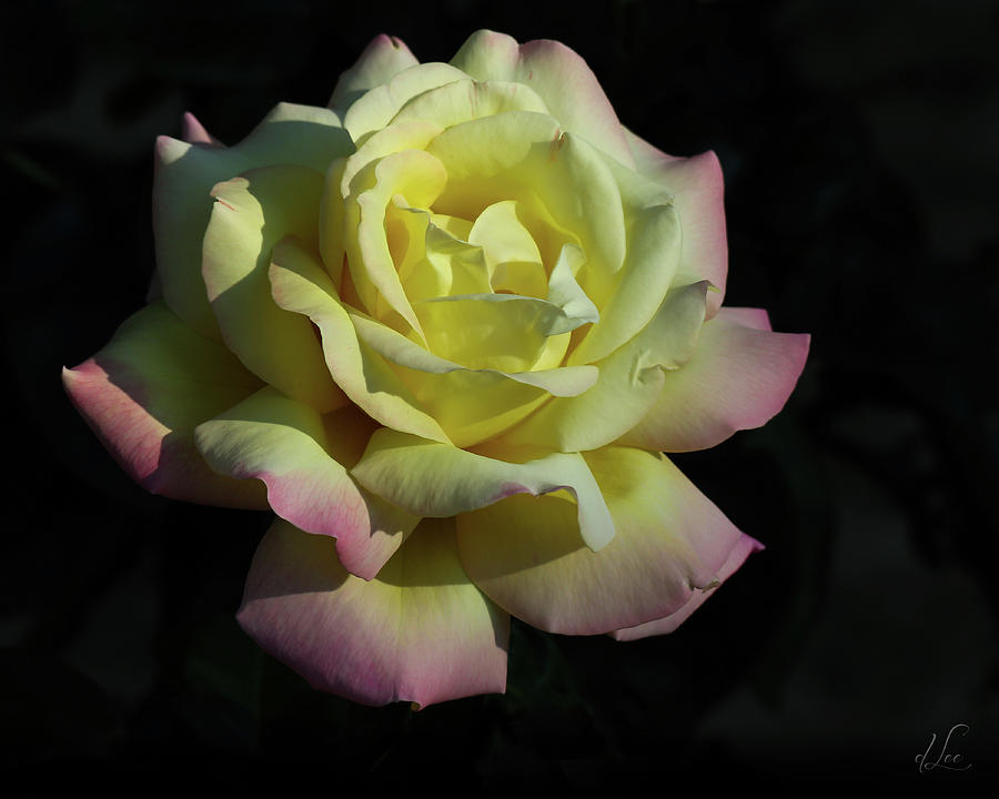 Nature Photograph - A Peaceful Rose Invitation by D Lee