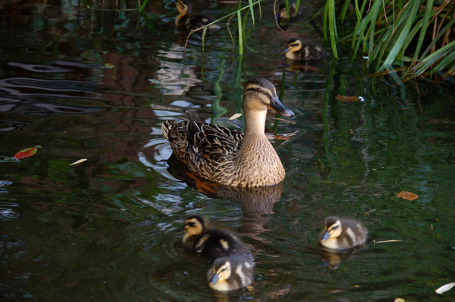 A Peaceful Swim Photograph by Lynne Iddon - Fine Art America