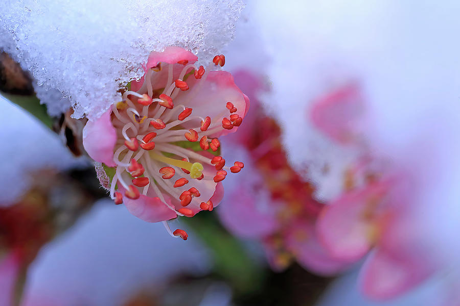 A Peach Blossom in Snow Photograph by Shixing Wen