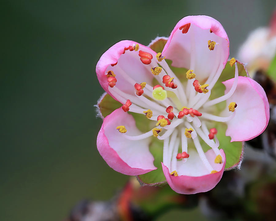 A Peach Blossom Photograph by Shixing Wen