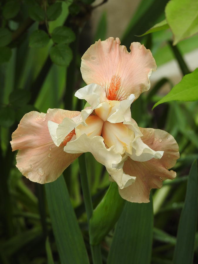 A peach Iris Photograph by Barbara Ebeling - Pixels