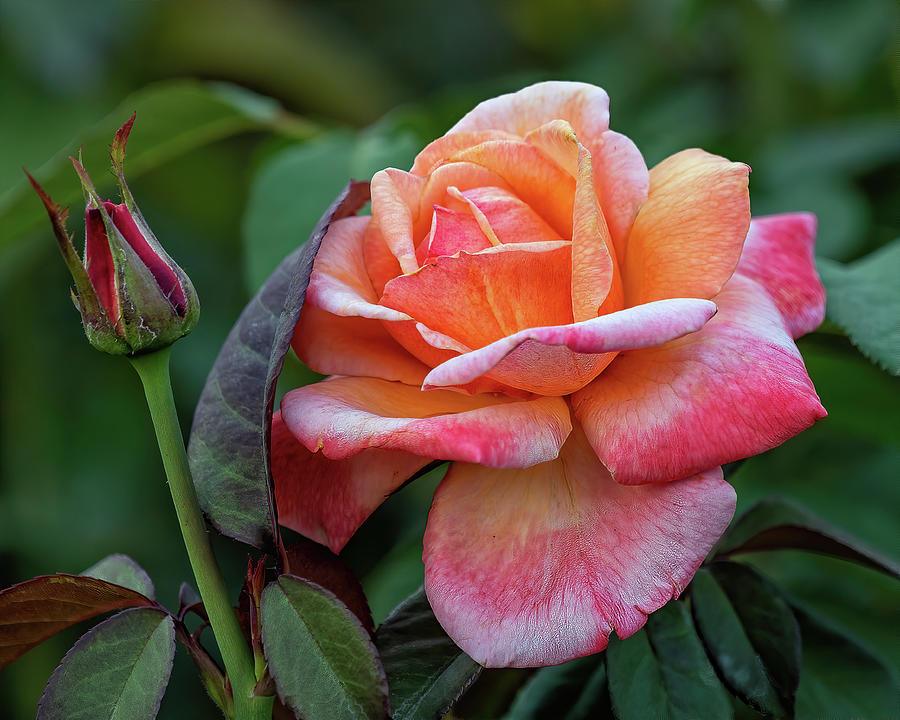 A Peach Of A Rose... Photograph