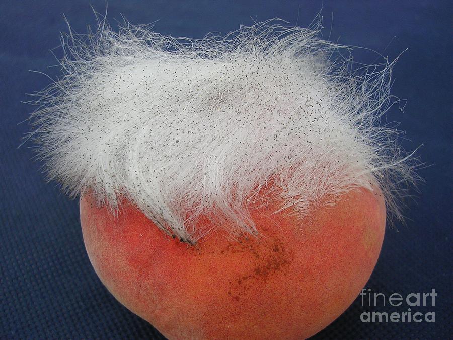 A Peachy Hairdo Photograph by Lesley Evered