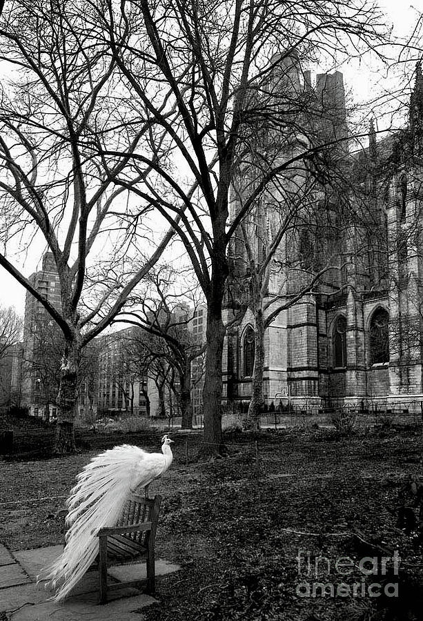 A Peacock Named Phil Who Lives at the Cathedral of St. John the Divine Photograph by Afinelyne