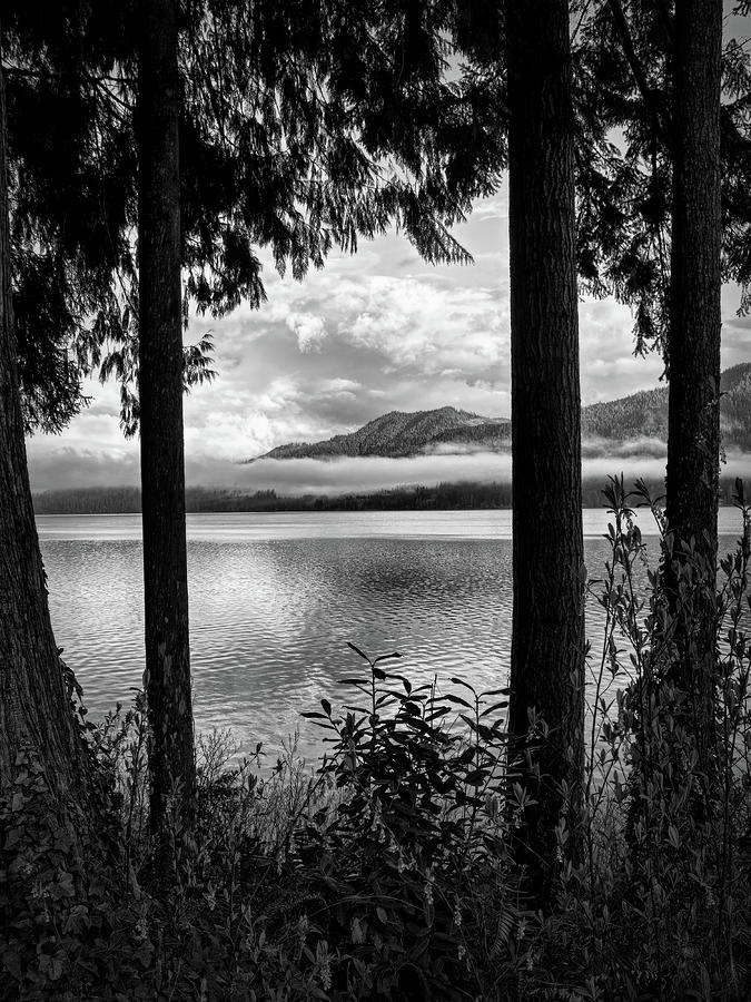 A Peek At Lake Quinault Photograph