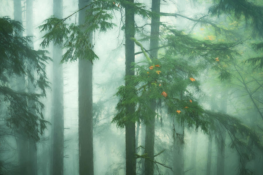 Fall Photograph - A Peek Into the Misty Woods by Don Schwartz