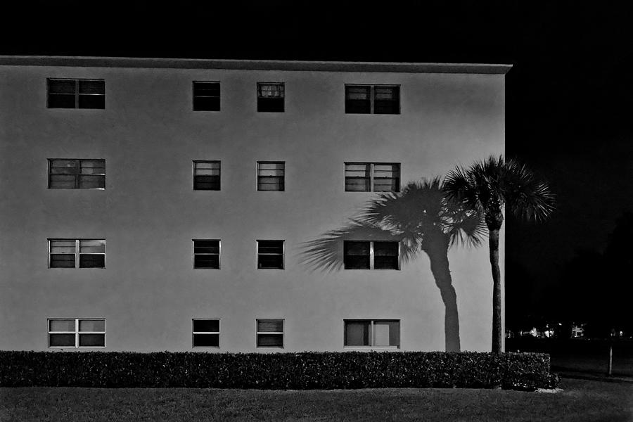 A Peeking Palm Tree Photograph by Alan Goldberg