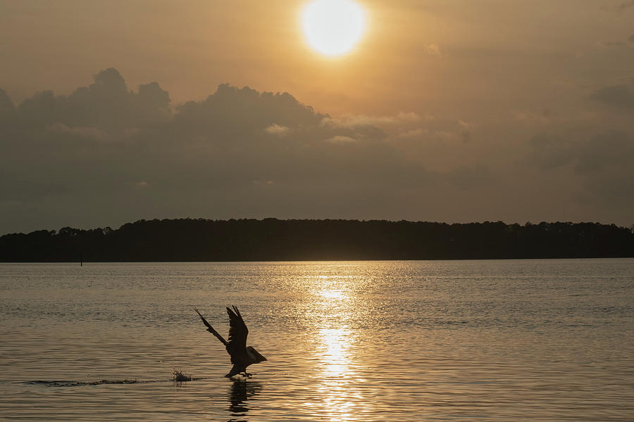 A Pelican Going Fishing at Sunset Photograph by Dennis Schmidt