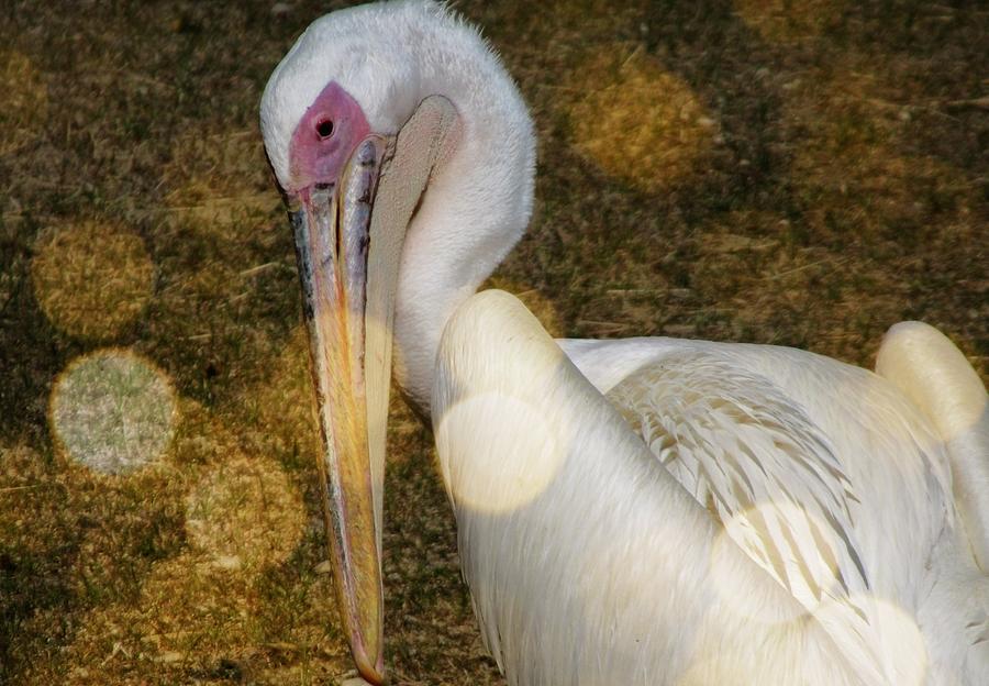 The Living Desert Pink Back Pelican Photograph