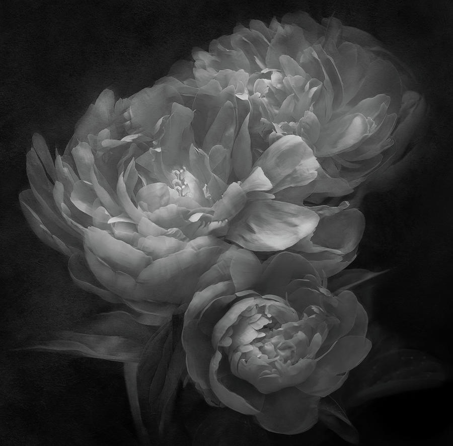 A Peony Hug in Black and White Photograph by Sylvia Goldkranz